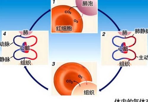 不能進(jìn)行氣體交換的呼吸道部位分析
